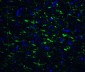 Neurturin Antibody